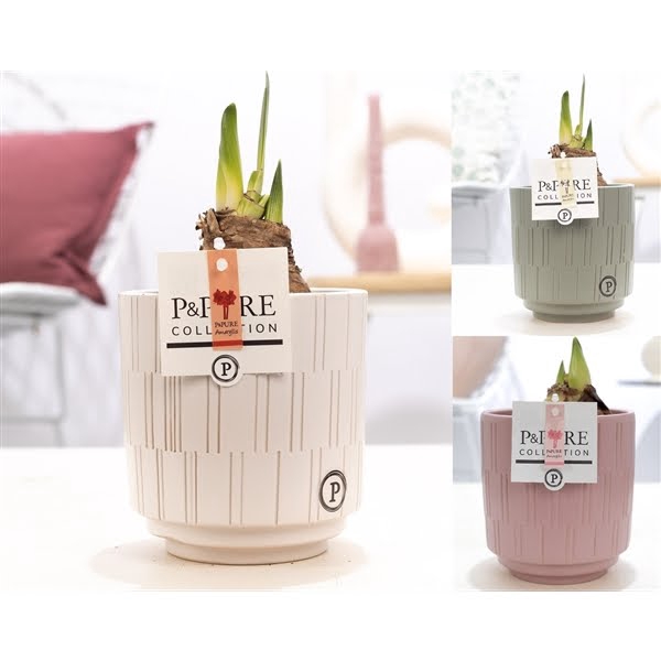 <h4>Hippeastrum mix in P&PURE Tess 2 ceramics ass. 3</h4>