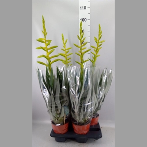 Tillandsia oerstediana