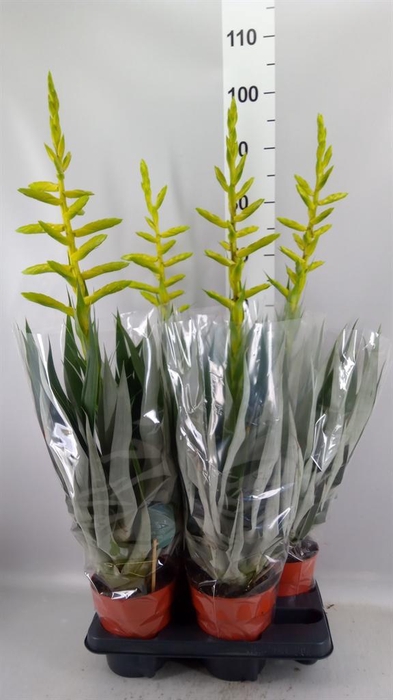 <h4>Tillandsia oerstediana</h4>