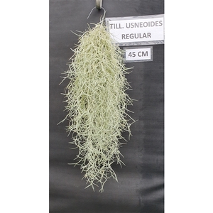 Tillandsia Usneoides Regular (spaans mos)