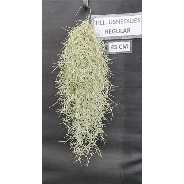 <h4>Tillandsia Usneoides Regular (spaans mos)</h4>