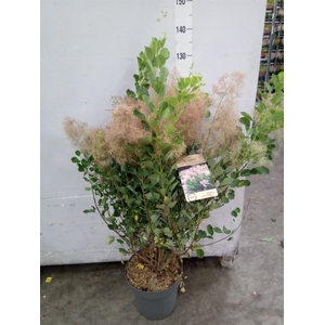 Cotinus cogg. 'Young Lady'