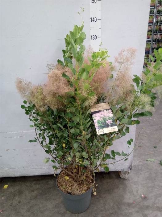 <h4>Cotinus cogg. 'Young Lady'</h4>