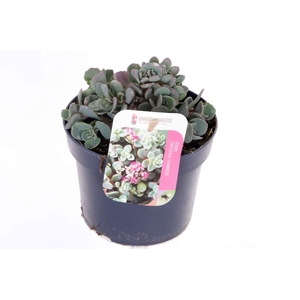 Sedum cauticola Lidakense