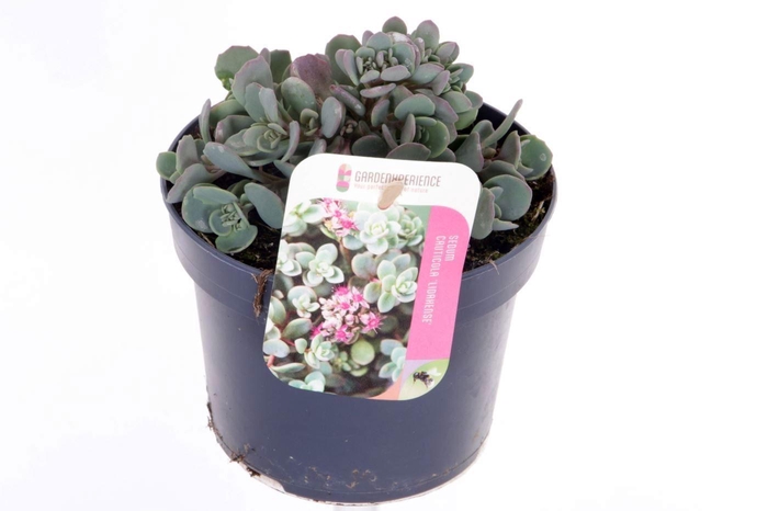<h4>Sedum cauticola Lidakense</h4>