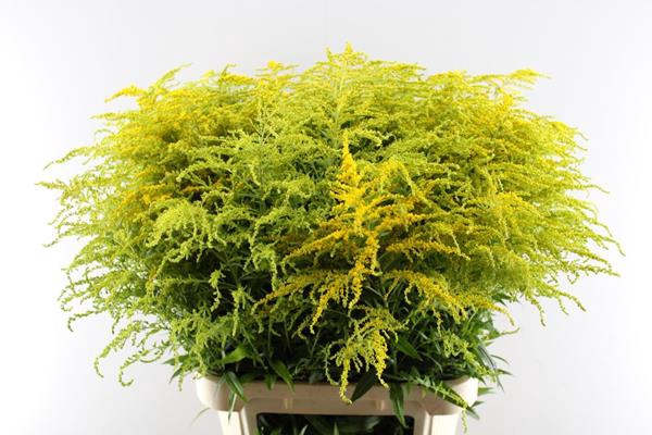 <h4>Solidago Golden Glory Holland</h4>