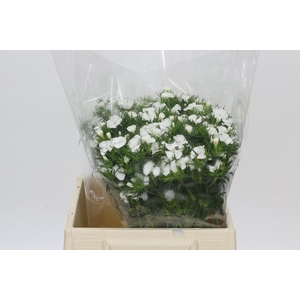 Dianthus Br White Duke