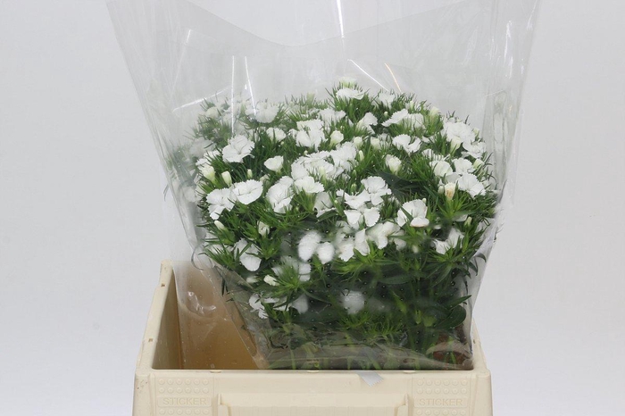 <h4>Dianthus Br White Duke</h4>