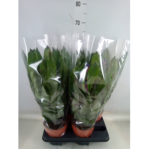 Aechmea   ...
