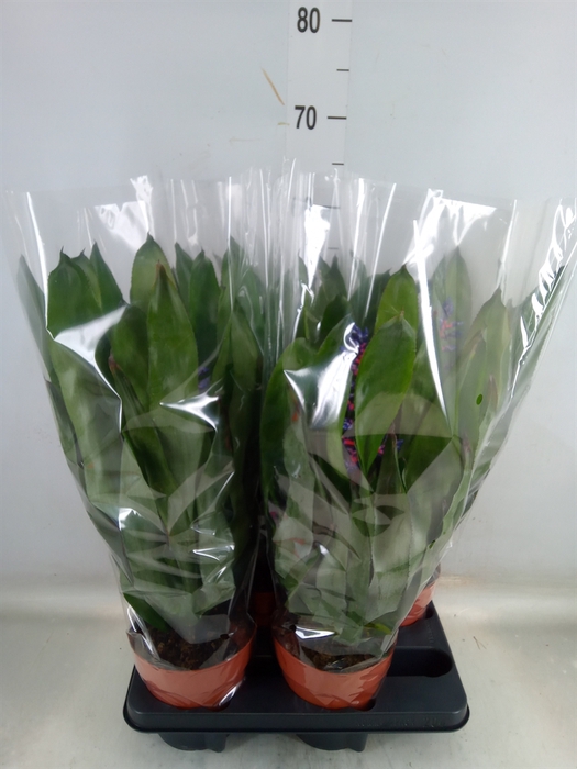 <h4>Aechmea   ...</h4>