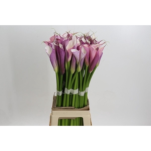 Zantedeschia Eydolls Purple White