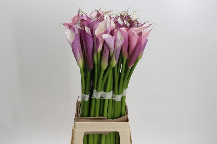 <h4>Zantedeschia Eydolls Purple White</h4>