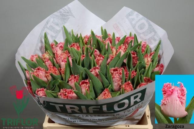 <h4>TU FR ZARAGOZA</h4>