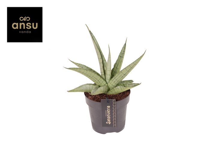 <h4>Sansevieria Comet Pastel Grey No. 3</h4>