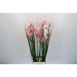 Nerine Pink Wonder