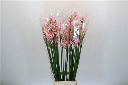 <h4>Nerine Pink Wonder</h4>