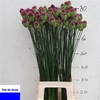 Allium Sphaerocephal (kogel)