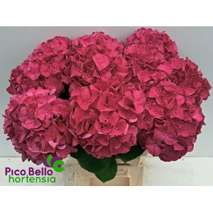Hydrangea rodeo red