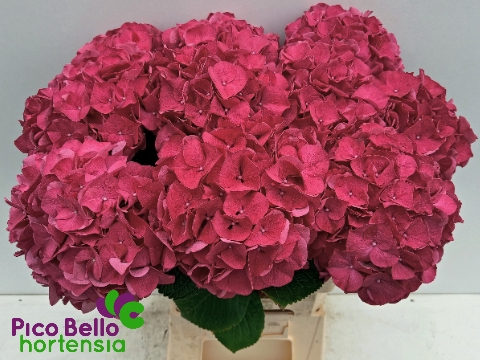 <h4>Hydrangea rodeo red</h4>