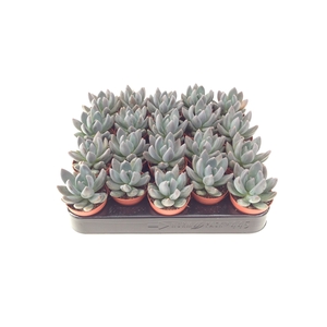 Succulents   ...