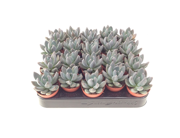 <h4>Succulents   ...</h4>