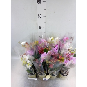 Phalaenopsis   ...mix