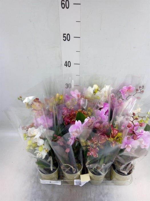 <h4>Phalaenopsis ...mix</h4>