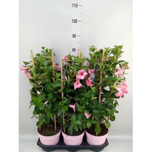 Mandevilla am. 'Sundav Flaming Pk'