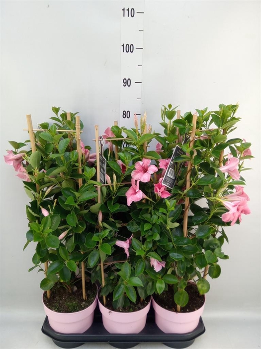 <h4>Mandevilla am. 'Sundav Flaming Pk'</h4>