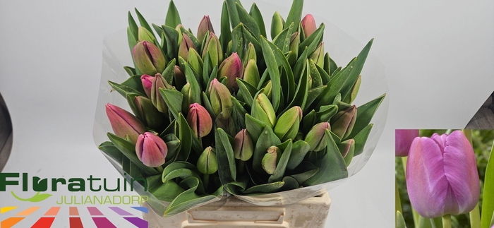 <h4>TU EN PURPLE PRIDE</h4>