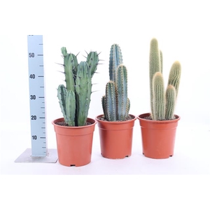 CACTUS GEM