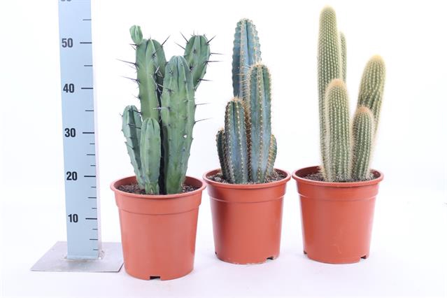 <h4>CACTUS GEM</h4>
