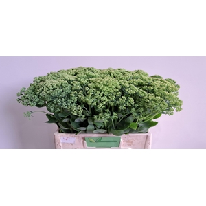 SEDUM SPECTABILE