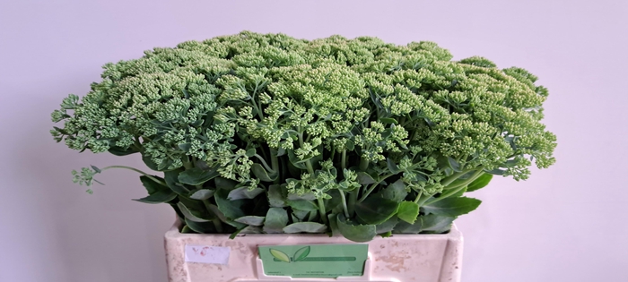 <h4>SEDUM SPECTABILE</h4>