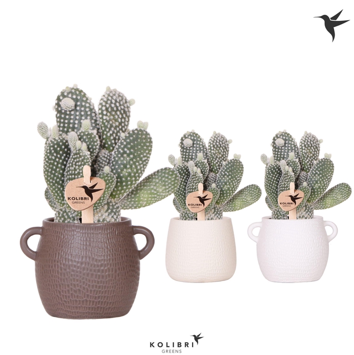 <h4>Kolibri Greens Opuntia white in Scales pot mix</h4>