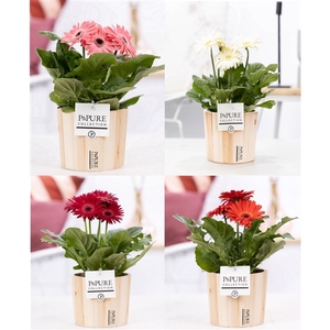 Gerbera 2-bl Mix Pure Wood