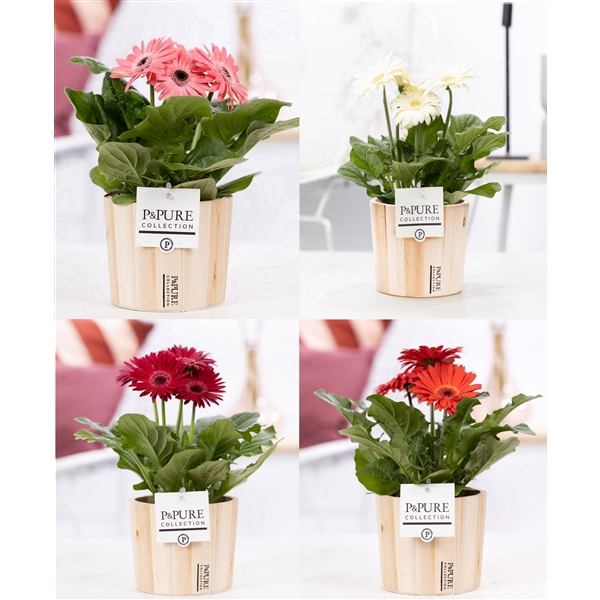 <h4>Gerbera 2-bl Mix Pure Wood</h4>
