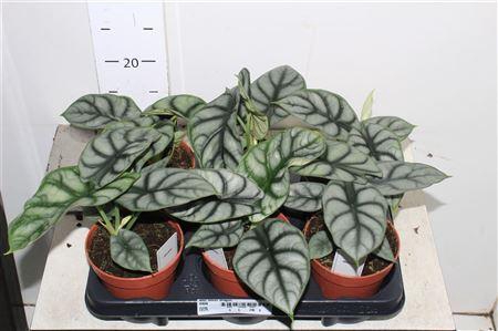 <h4>Aloc Silver Dragon</h4>