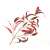 Eucalyptus Velvet Bordeaux