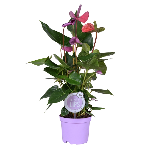 <h4>MoreLIPS® Anthurium Cavalli</h4>