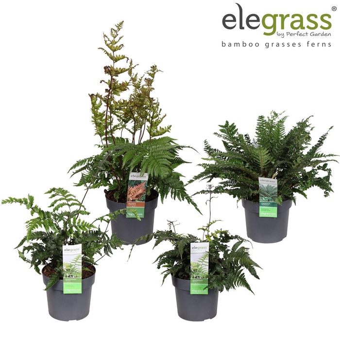 <h4>Varens gemengd</h4>