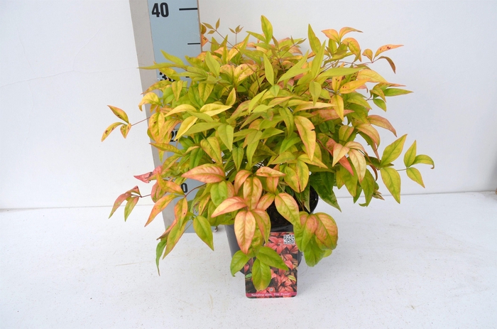 <h4>Nandina domestica 'Fire Power'</h4>