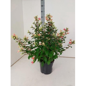 FUCHSIA W JUBELTEEN
