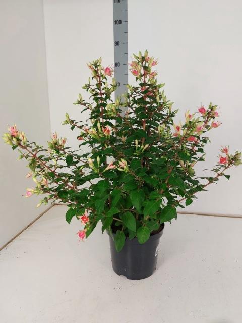 <h4>FUCHSIA W JUBELTEEN</h4>