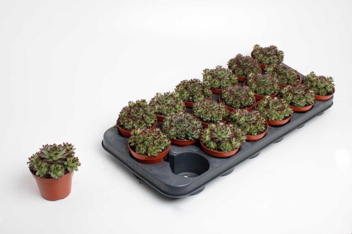 <h4>Sempervivum Tectorum</h4>