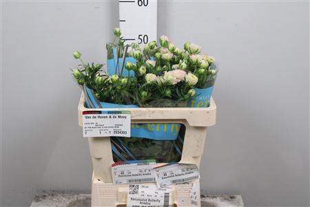 Ran Butterfly Ariadne