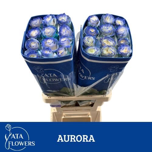 <h4>R Gr Klb Aurora ATA</h4>