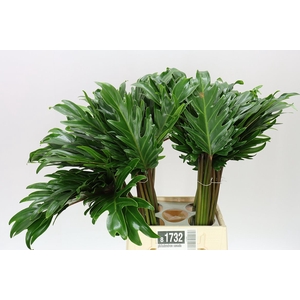 Philodendron Xanadu