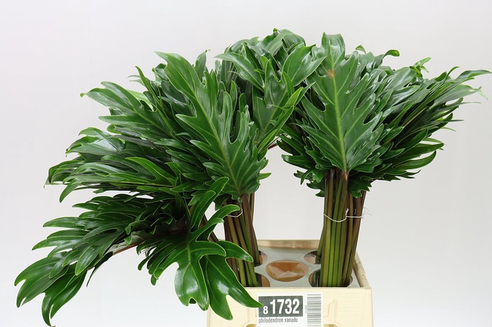 <h4>Philodendron Xanadu</h4>