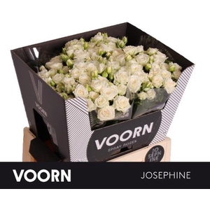 Rosa spray josephine